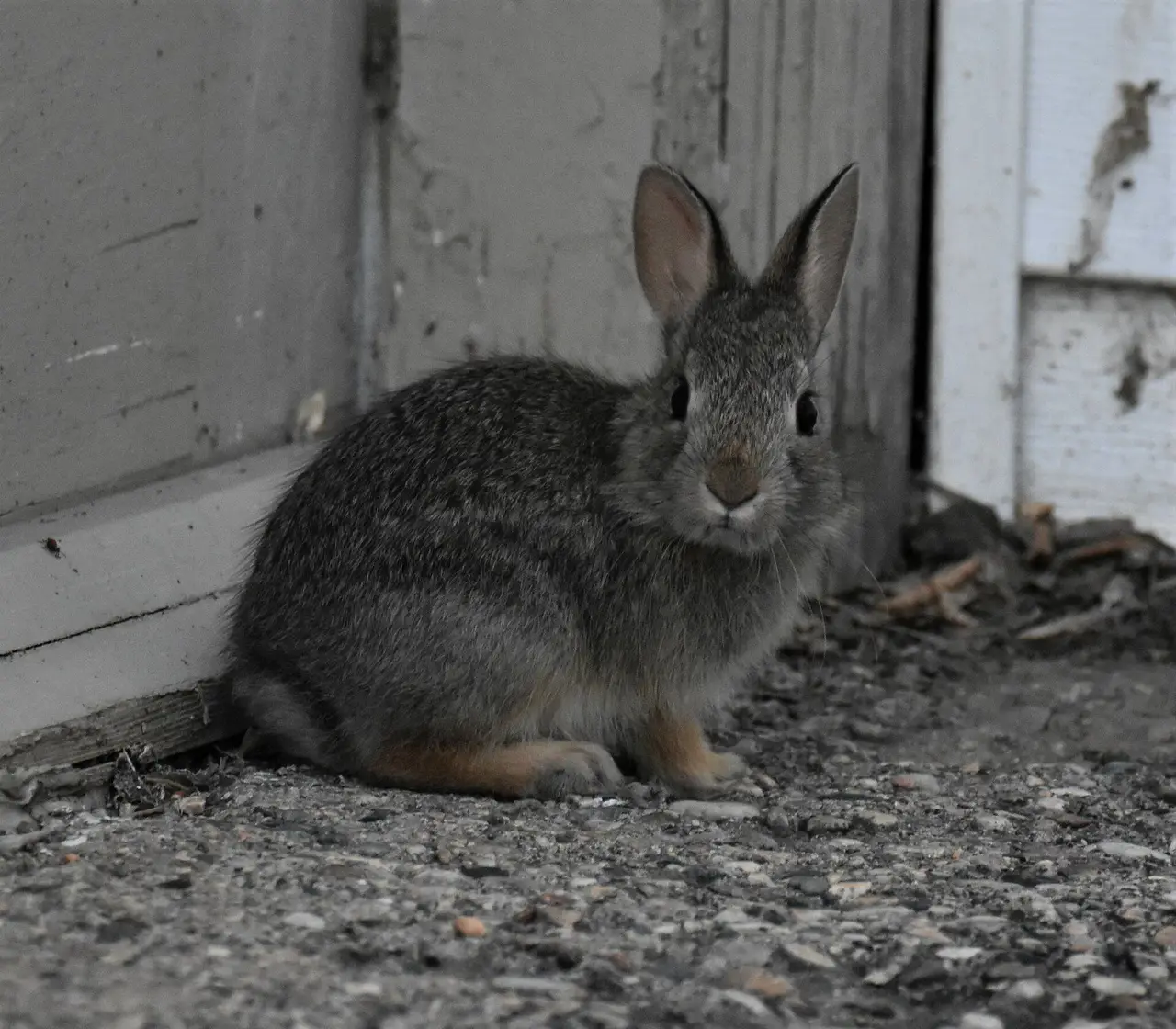 Young mountain cottontail rabbit by a building, 2023