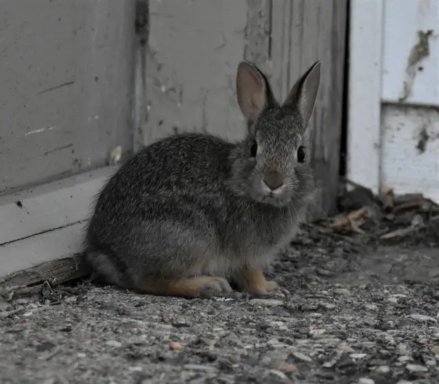 Young mountain cottontail rabbit by a building